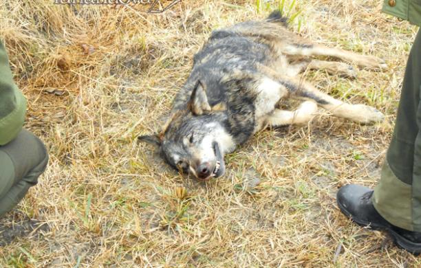 Sorpresa a Foresto: un lupo morto sulla porta di casa