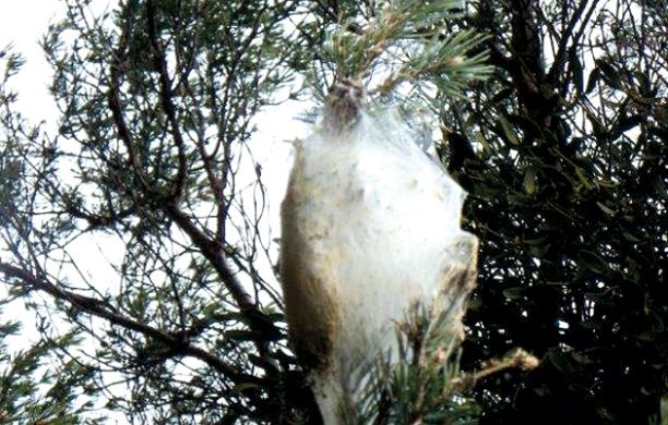 Allarme processionaria in alta valle: «Minacciate le nostre foreste di pino»