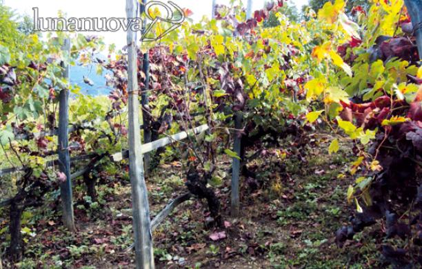 Flavescenza dorata, arriva l'obbligo di espianto