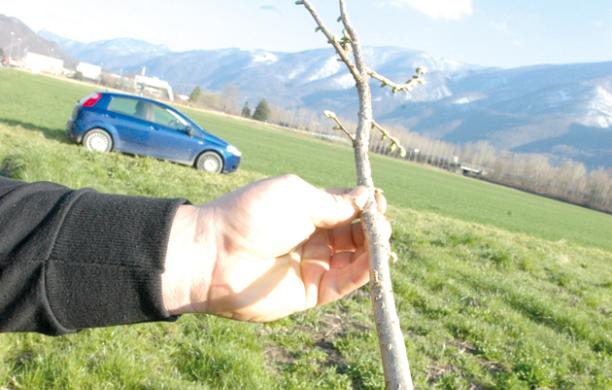 Tagliati alla base tutti i noccioli