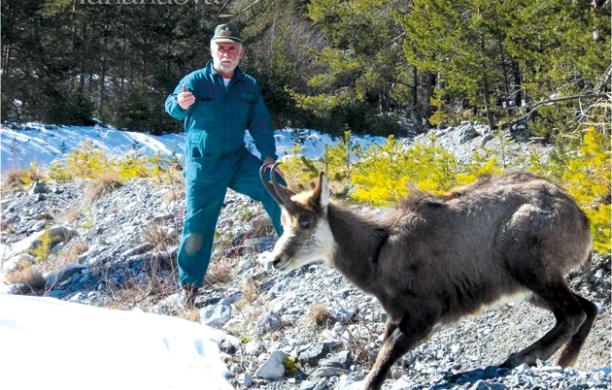 Cheratocongiuntivite infettiva: di nuovo a rischio i camosci valsusini