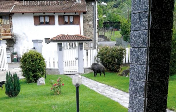 Susa: se nel giardino ti cresce un cinghiale...