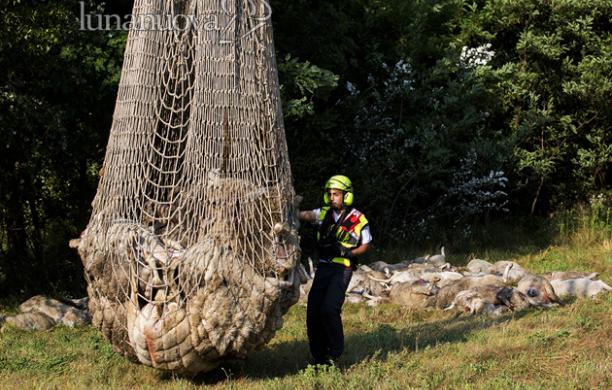 L'elicottero e il Soccorso alpino recuperano le 53 pecore folgorate