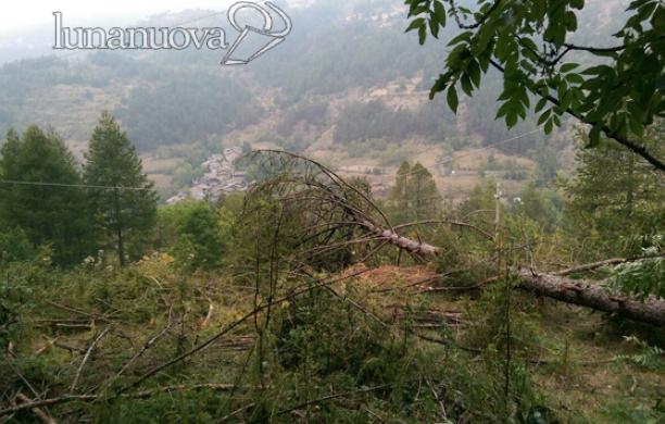 Oulx, tagliano il larice e "spengono" la luce