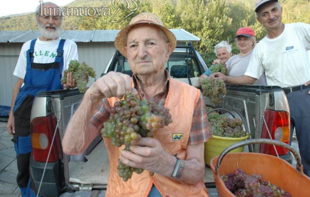 San Didero: Alfio, fare la vendemmia a 95 anni