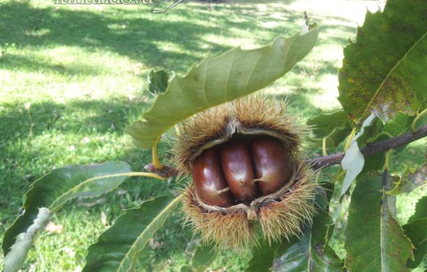 Il gusto fa tris tra Villarfocchiardo, Coazze e Orbassano