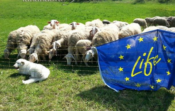 Nel parco Alpi Cozie arriva la pattuglia di cani anti-lupo
