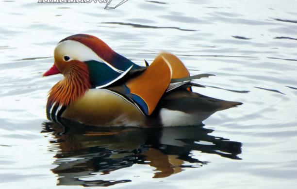 Avigliana, le specie abbandonate sul lago