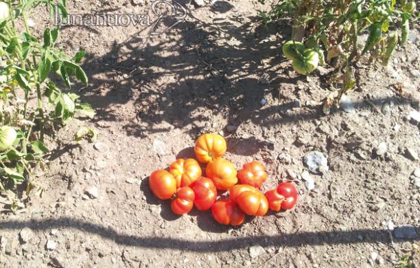 Grugliasco, i pomodori del futuro studiati alla facoltà di agraria