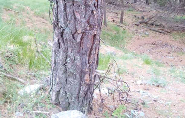 Oulx, pericolo nel bosco: trappole per biker e motociclisti