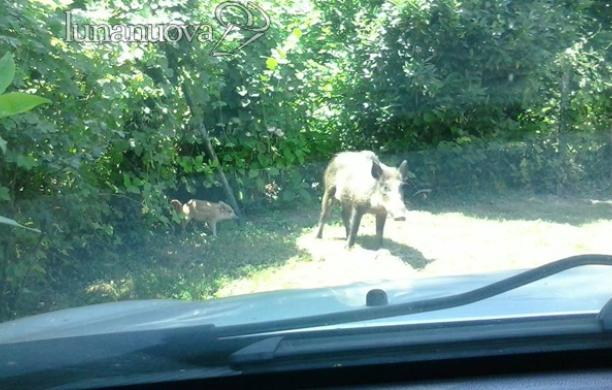 Villarfocchiardio: il cinghiale carica vicino alle case, subito abbattuto
