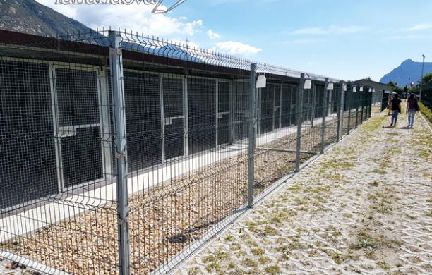 Almese, cani terremotati: «Non diamo fondi, poca trasparenza»