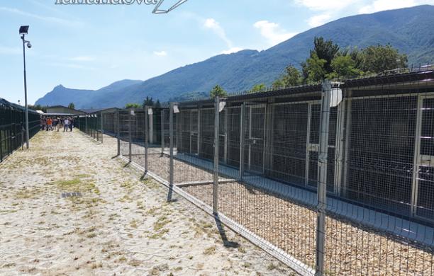 S.Antonino, i cani "terremotati" a oggi non ci sono: Almese alza il tiro