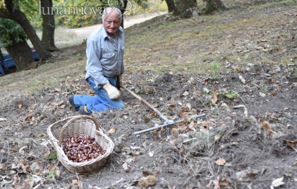 Appello da S.Giorio: «Siamo indifesi contro i cinghiali»