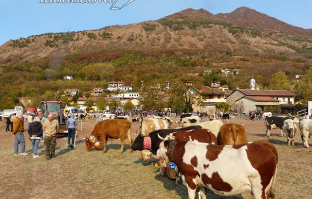Milanere, la fiera agricola cresce ancora e guarda al futuro