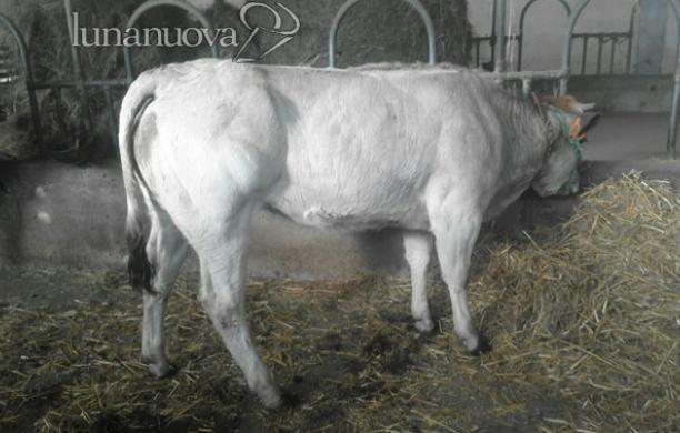 Alba, mucca ribelle: scappa per 6 mesi e si salva dal fuoco