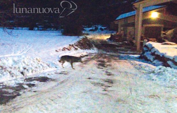Mattie, va in scena la colazione del lupo in centro