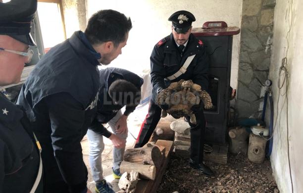 Rivoli, traffico illegale di specie protette: un denunciato