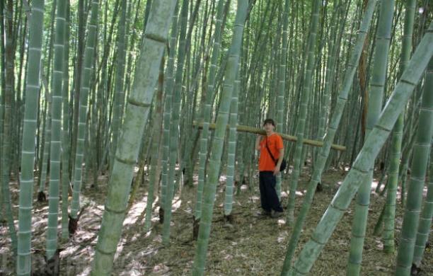 Collegno, coltivare bambù gigante: un vero affare