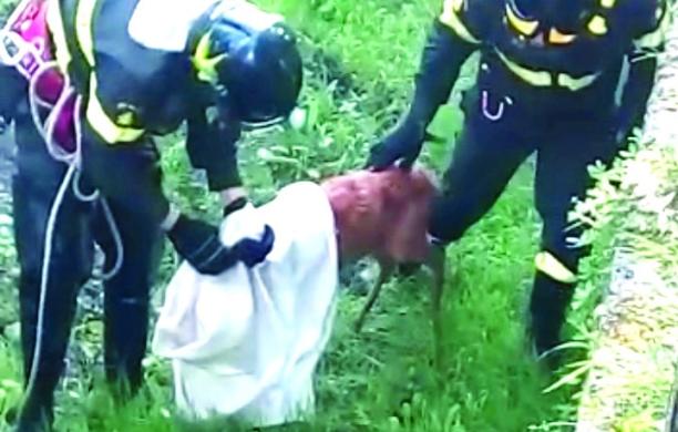 S.Antonino: il capriolo finisce nel canale, lo salvano i pompieri