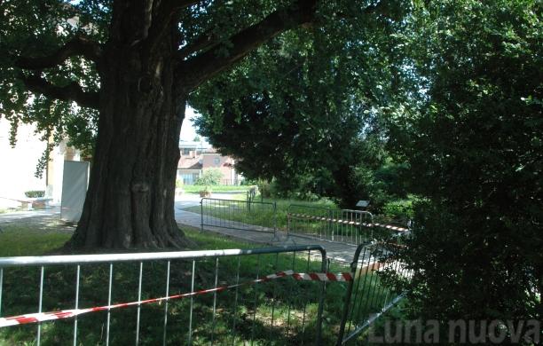 Grugliasco cerca di salvare il maestoso custode del parco