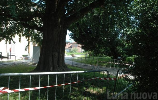 Grugliasco, tutti intorno al maestoso custode delle Serre