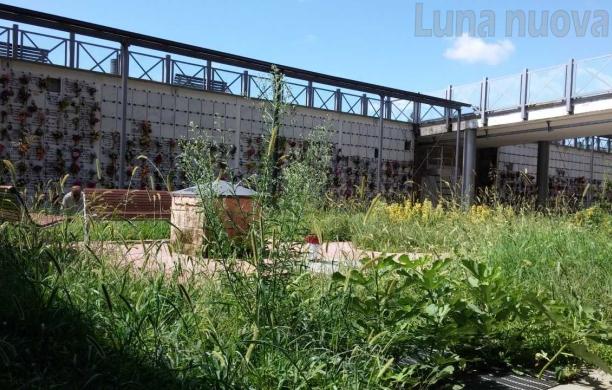 Collegno, poca manutenzione: il cimitero diventa savana