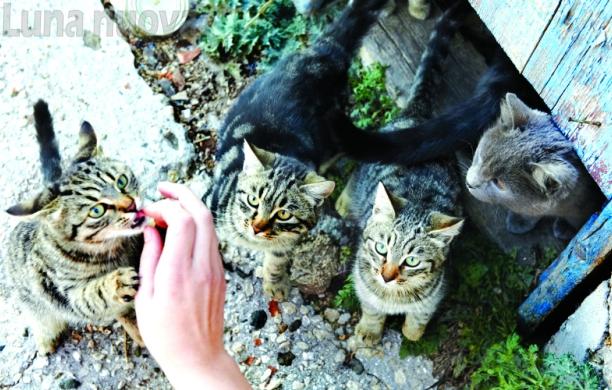 S.Antonino: colonie feline, «ora il Comune intervenga»
