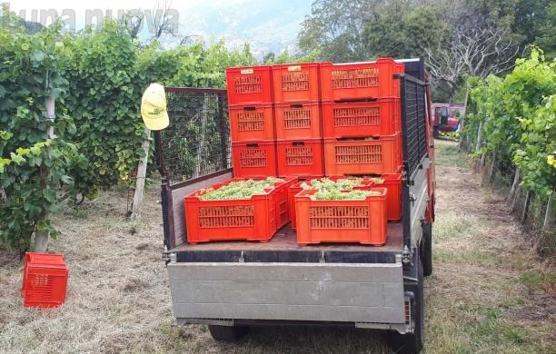 Vendemmia, un'ottima annata per le vigne valsusine