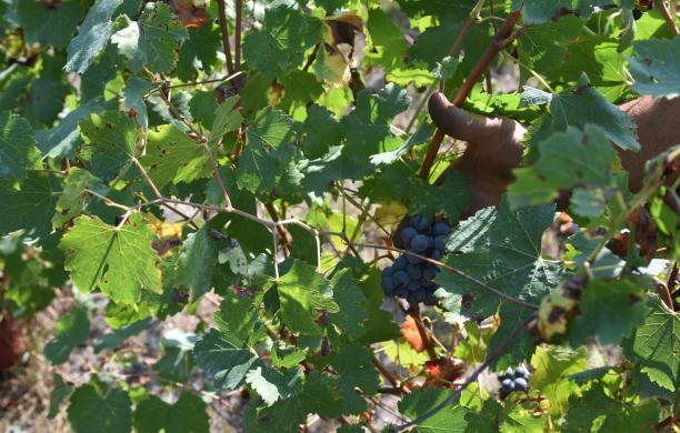 Raid in vigne alle Crotte di Chianocco, rubata tutta l'uva