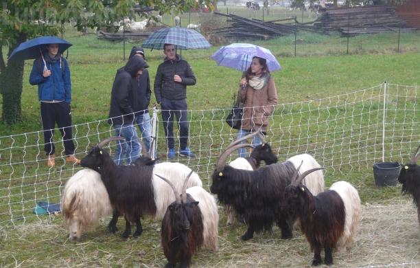 Milanere, anche il maltempo consacra la Fiera agricola