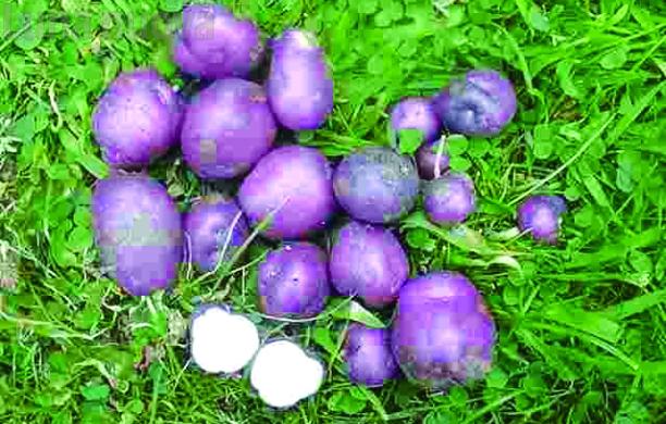 Sauze d'Oulx, in arrivo le patate delle Highlands