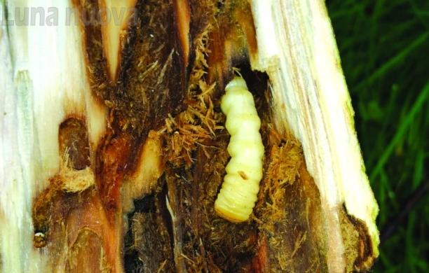 Vaie, tarlo asiatico: dagli alberi abbattuti spuntano decine di larve