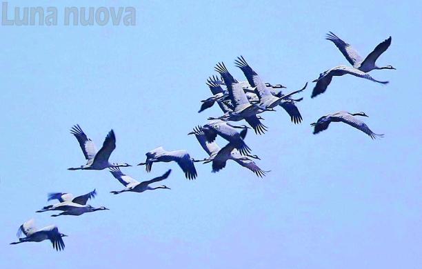 La rotta delle gru è sulla valle di Susa