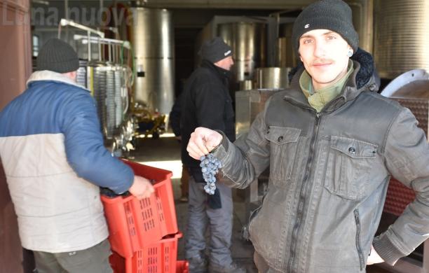 Il vino del ghiaccio nasce in mezzo al filo spinato