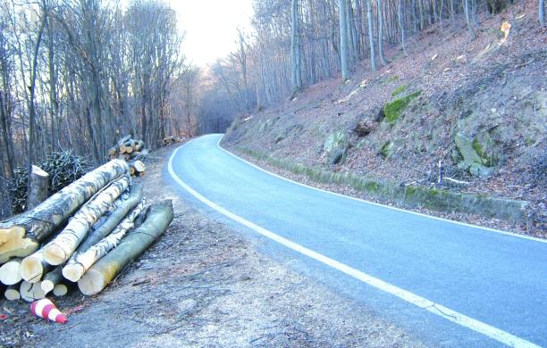 Condove, taglio degli alberi lungo le strade: missione compiuta