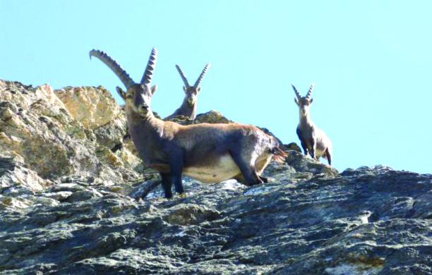 Stambecco, tre anni sotto la lente di ingrandimento