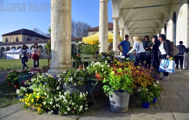 Collegno, Follia in fiore: un'invasione annunciata
