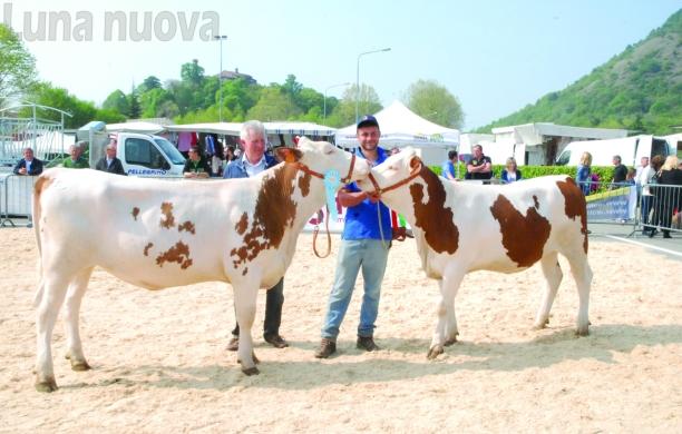 Caselette, fiera di S.Giorgio: la Pezzata Rossa torna in vetrina