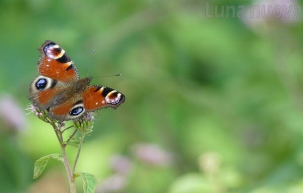 Il censimento delle specie del monte primo passo verso il piano ecologico