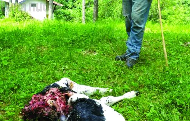 I lupi attaccano la mandria, sbranato il vitello