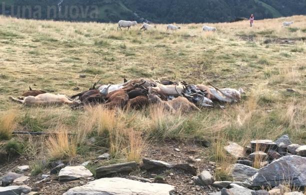 Giaveno, ecatombe di ovini all'Alpe Colombino