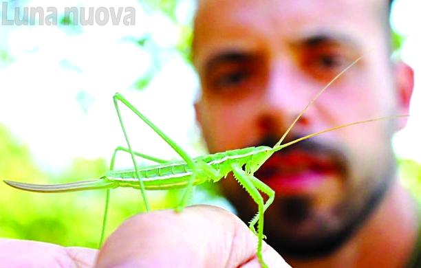 Saga pedo: la cavalletta sopravvissuta sui pendii assolati della valle