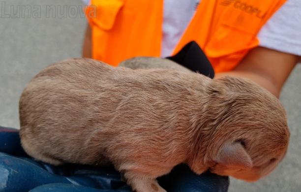 Bruino, cuccioli nel cassonetto: due denunciati per maltrattamenti  