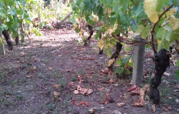 Cinghiali e flavescenza, nubi nerissime sulla vendemmia 2019