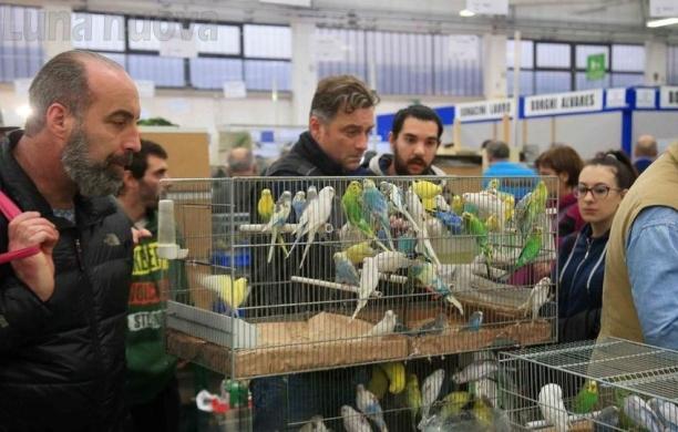 Grugliasco, la Gru si prepara ad ospitare i suoi simili