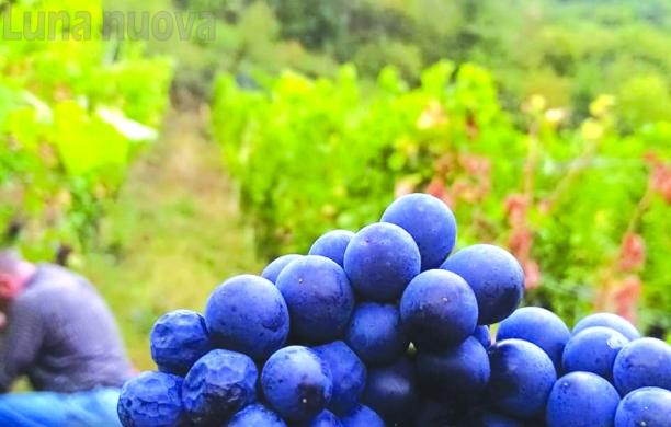 Siccità, ungulati e ladri d'uva, meno 30% tra i filari