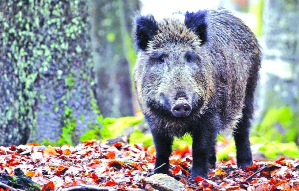 È allarme trichinellosi in valle di Susa: i casi salgono a 46