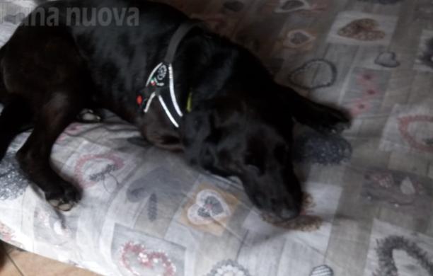 Mario, un altro cane avvelenato con i bocconi al topicida