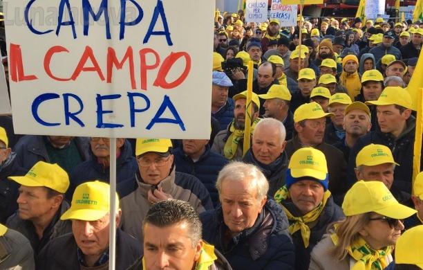 Cimice asiatica: lotta aperta dalla Coldiretti